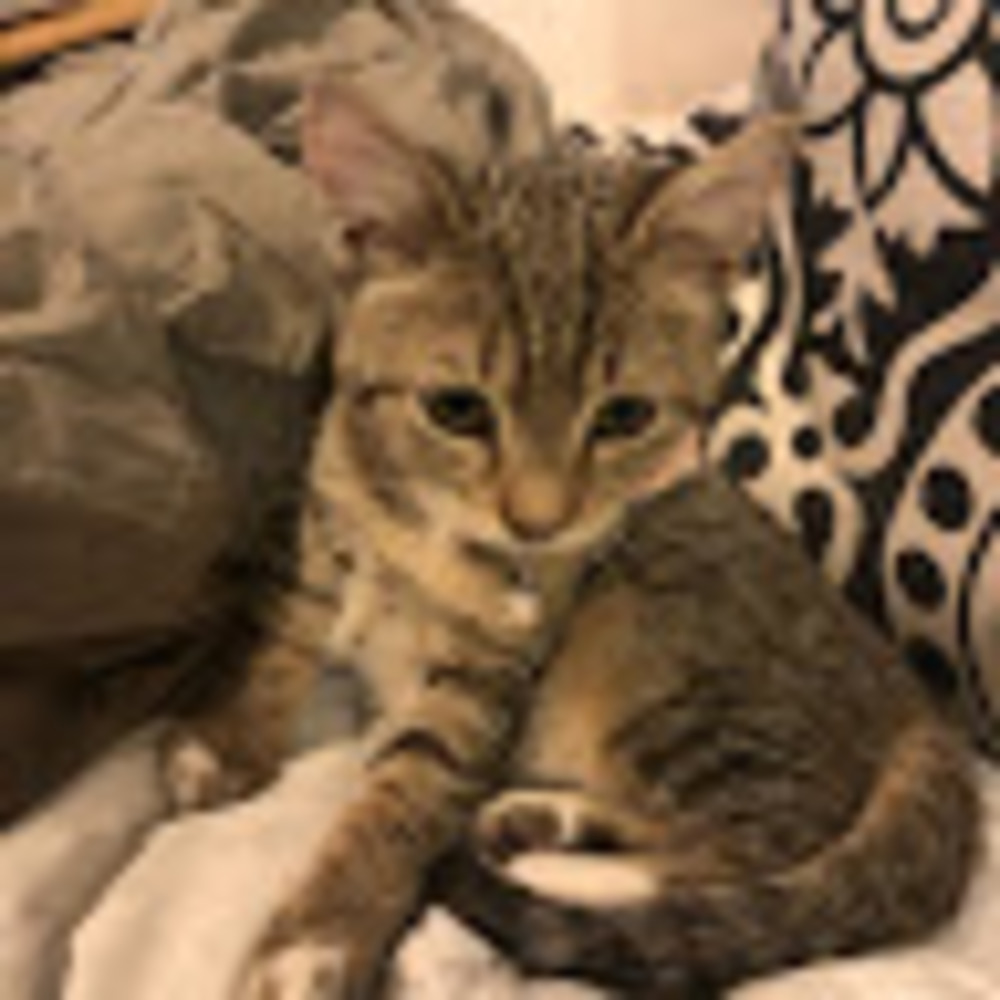 Meet your Posher, Kyu kyu